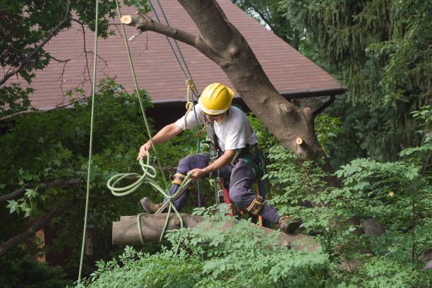 Best Seasonal Cleanup (Spring/Fall)  in USA